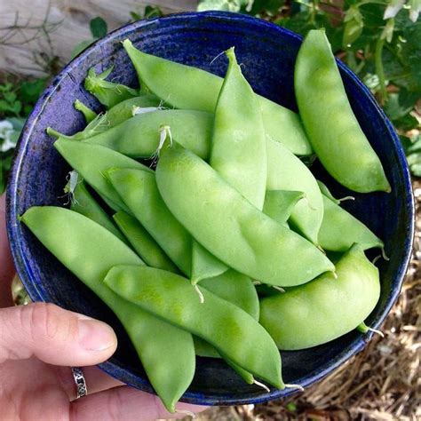 How To Plant And Grow Snow Peas Growing Snow Peas Easy Vegetables To
