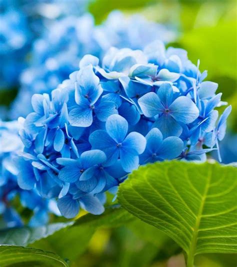 25 Most Beautiful Blue Flowers Blue Flower Names Blue Flowers