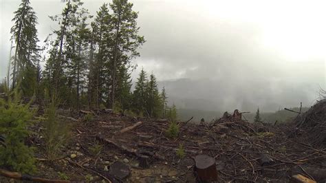 Time Lapse A Decaying Forest In The Rain 1080p Youtube