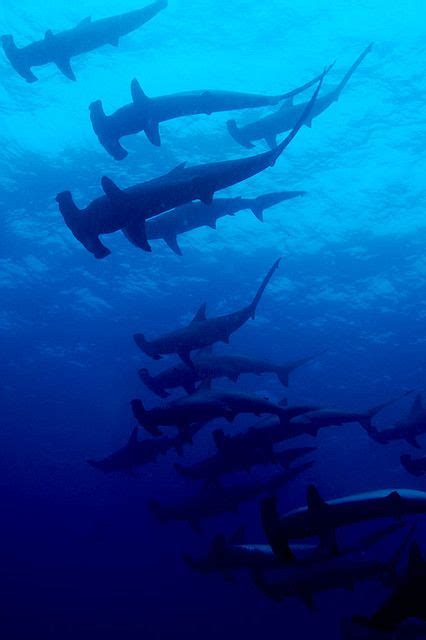 Schooling Hammerhead Sharks Wolf Island Hammerhead Shark Shark