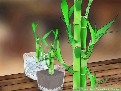 How To Take Care Of Lucky Bamboo 12 Steps With Pictures