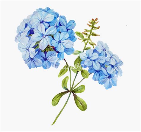 Clip Art Hydrangea Vector Watercolor Blue Hydrangea Png Free
