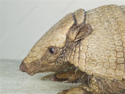 Six Banded Armadillo Stock Image C0515647 Science Photo Library