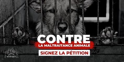 Ensemble Exigeons La Fin De Maltraitance Animale Fondation