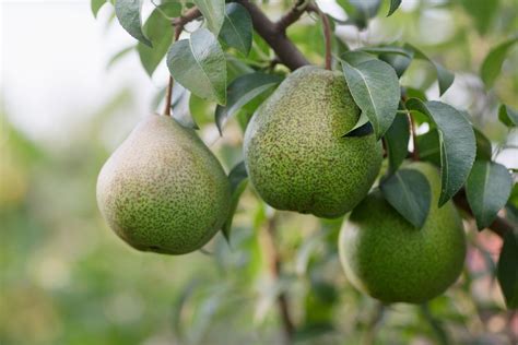 Pear Tree How To Grow And Harvest In A Garden Better Homes And Gardens