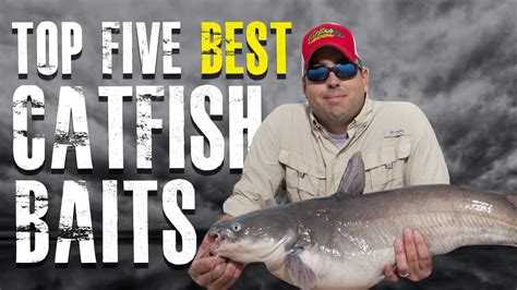 Top 5 Best Catfish Baits Made Simple Blue Channel Flathead Catfish