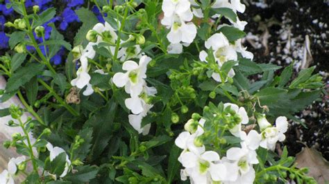 Plantfiles Pictures Angelonia Summer Snapdragon Angel Flower