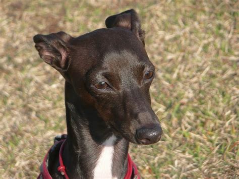 And they can come in a wide range of italian greyhounds make great dogs for the whole family — provided that everyone is taught how to. Italian Greyhound Rescue - What You Should Know - DogVills