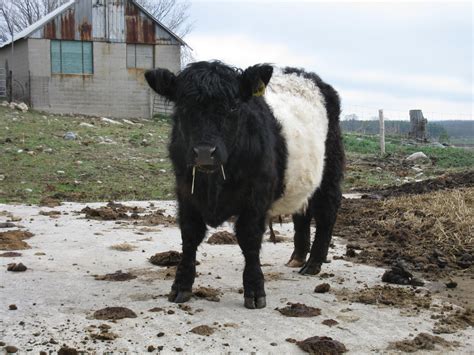 Belted Galloway Heritage Breed Cattle 10 Reasons To Raise Them For