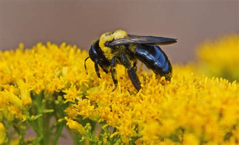 Enjoy watching the native bees, honeybees, bumblebees, hummingbirds, and butterflies feast on the fruits of your labor! Thank a Native Bee • Florida Wildlife Federation