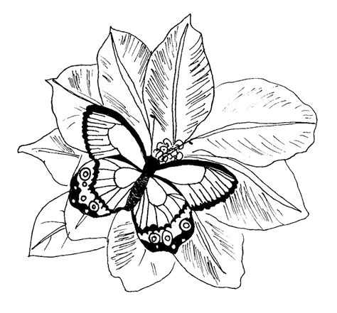 A simple coloring page with the same insect. Butterfly Coloring Pages