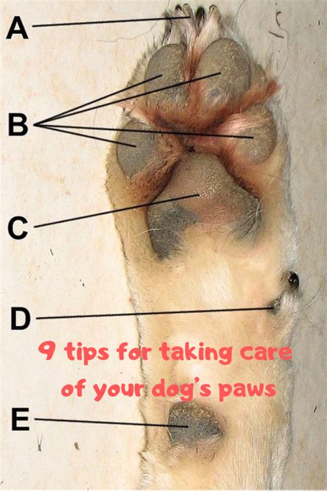 9 Tips For Taking Care Of Your Dogs Paws Dogspaceblog Paw Care