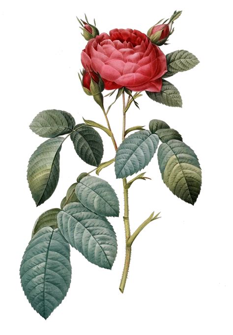 Tangles Treasures Gorgeous Vintage Rose Clipart Freebie