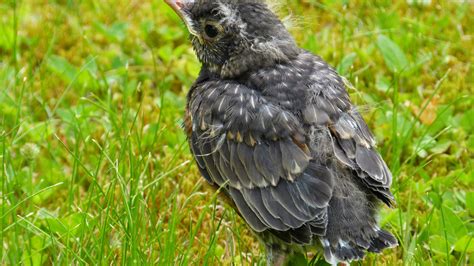 2560x1440 American Robin Bird Grass 1440p Resolution