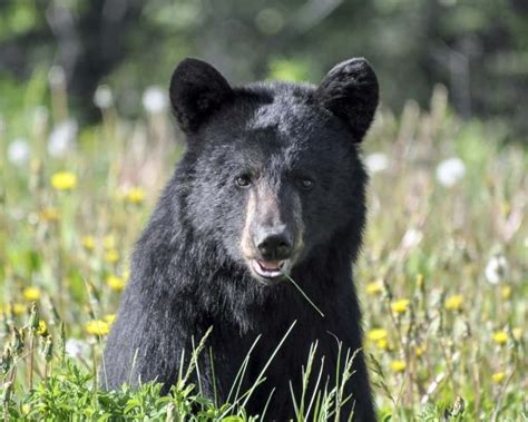 Everything You Need To Know About Black Bears In The Smoky Mountains