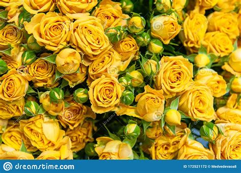 Romantic Bouquet Of Beautiful Delicate Yellow Roses Close Up Stock