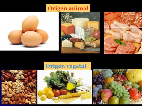 Collection Of Imgenes De Origen Vegetal Y Animal Origen Animal