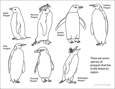 Some of the species have nicknames which can cause people to think there are more than 17 species (for example the little penguin is also known as the blue penguin). Types of Penguins in Antarctica - Studyladder Interactive ...