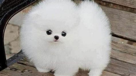 Cute Baby White Pomeranian Wallpaper L2sanpiero
