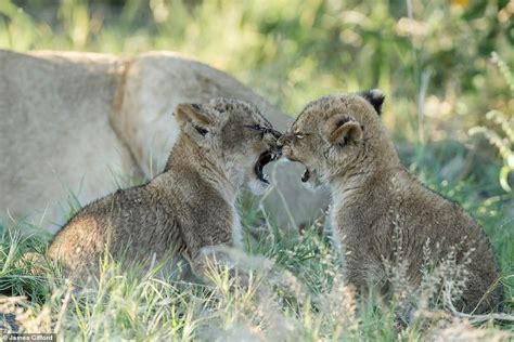 Incredible Photographs Show African Lions In Their Natural Habitat