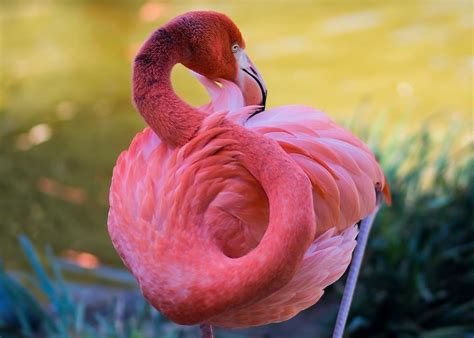84 Gorgeous Flamingo Pics To Celebrate Pink Flamingo Day Pink