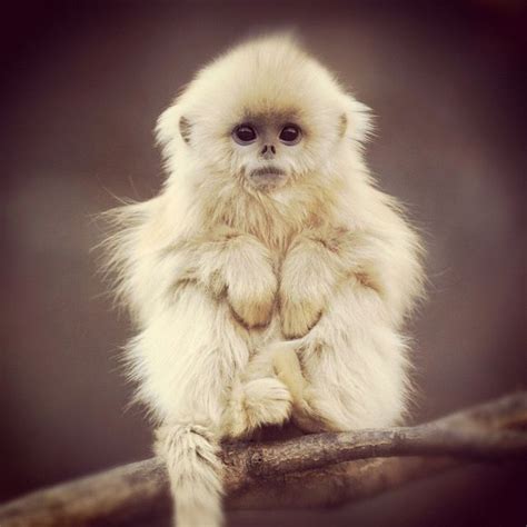 Cutest Monkey Ive Ever Seen Animal Photography Animal Pictures