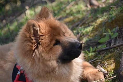 10 Adorable Dog Breeds That Look Like Bears Updated 2020