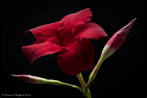 Red Flower Juzaphoto