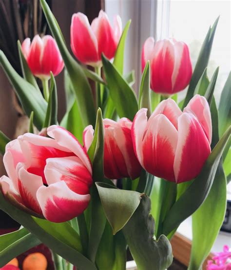 My Lovely Potted Tulips Skyspy Photos Images Video