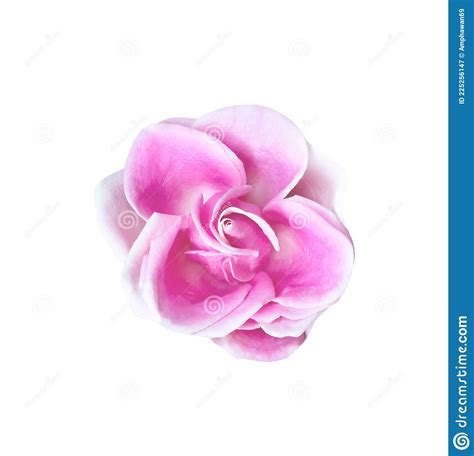 Single Fresh Light Pink Rose Flower Top View Isolated On White