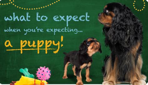Expecting Puppy Guide Pet Info Alley