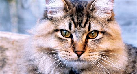 11 Cat Breeds That Love Water Who Knew American Bobtail Cat