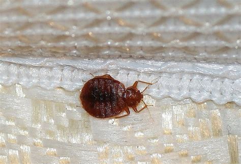 Bedbug3 Bugsys Pest Solutions