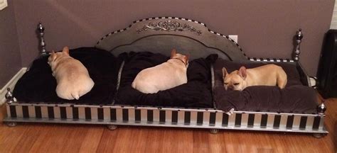 A Deluxe Dog Bed For Three Adorable French Bulldogs Cute French