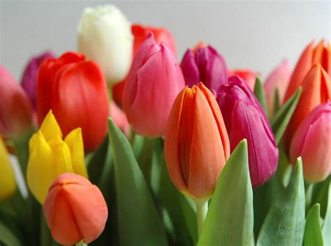 A Caravana passa e com ela nossas vidas...: TULIPAS símbolos da Holanda