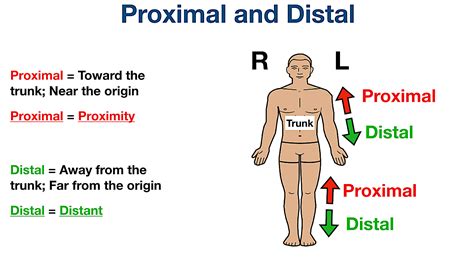 Proximal Vs Distal