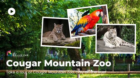 Fun Things To Do In Bellevue Exploring Cougar Mountain Zoo Youtube