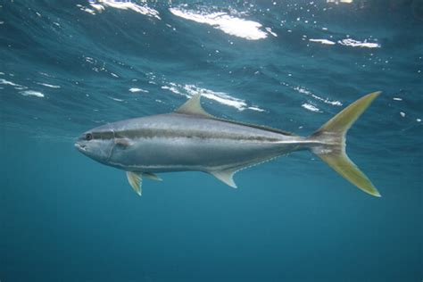 Yellowtail - Facts and Beyond | Biology Dictionary