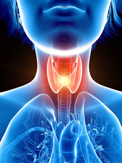 Thyroid Gland Anatomy Function And Treatment