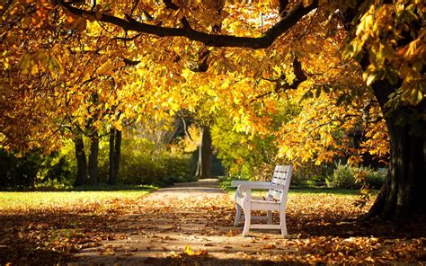 Park Autumn Bench Nature Wallpapers Hd Desktop And Mobile Backgrounds