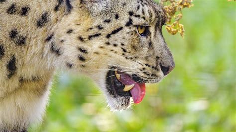 Download Wallpaper 1920x1080 Snow Leopard Protruding Tongue Blur Big