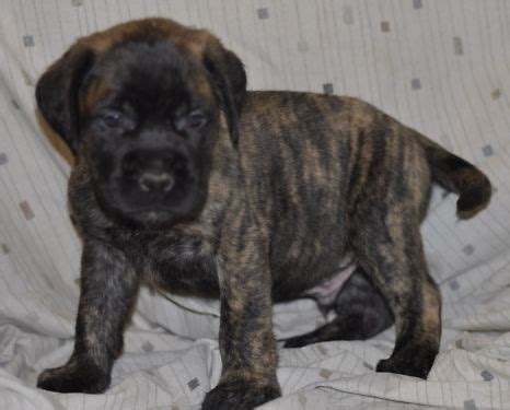 The cheapest offer starts at £150. Bullmastiff Litter 12 October 2017 - SARGETHRUST ...