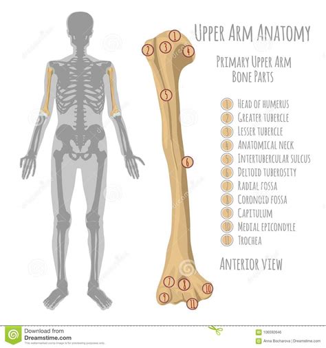 Human Upper Arm Anatomy Stock Vector Illustration Of