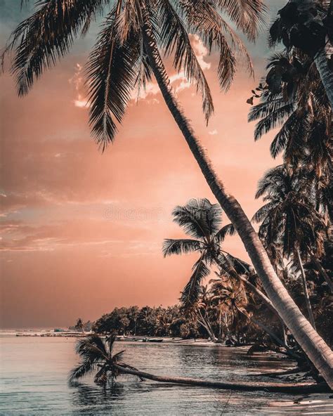Beautifull Sunset At Beach Of Maldives Local Island Palm Trees
