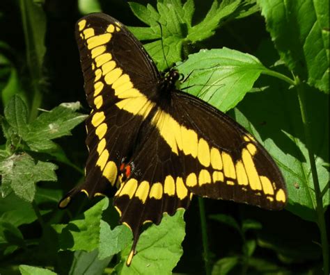 Free Trees May Bring Back A Butterfly Breed Florida Keys Weekly