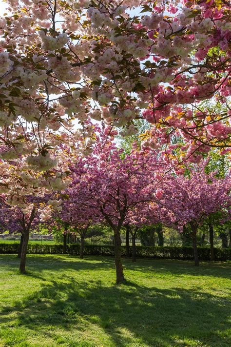 Types Of Flowering Cherry Trees