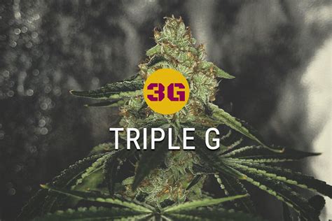 Triple G Gorilla Glue Meets Gelato 33 Rqs Blog