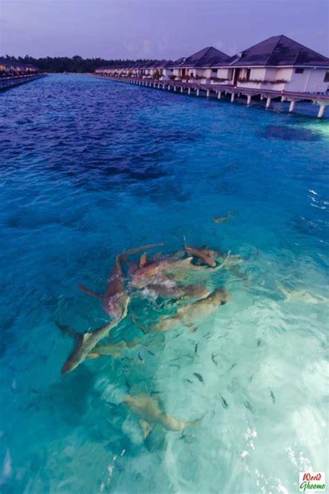 Maldives Shark Feeding At Sun Island Resort And Spa — World Ghoomo