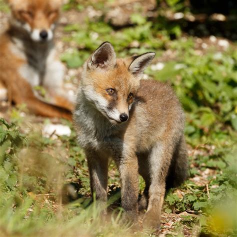 More On The Fox Cubs Everything Is Permuted