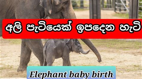 පින්නවල අමාලි බිහිකල පුංචි නිල්මිණි මැණික Pinnawala Amali Elephant